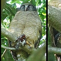 Rufous Owl female (left) and male (centre) アカチャアオバズク<br />Canon EOS 7DMK2 + EF300 F2.8L III + EF1.4xII